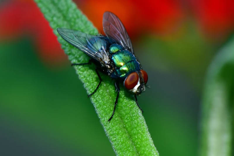 Как называется самец мухи?