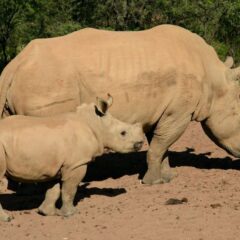 Как называется детеныш носорога