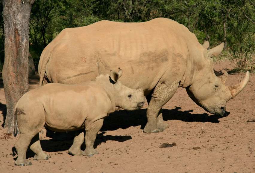 Как называется детеныш носорога?