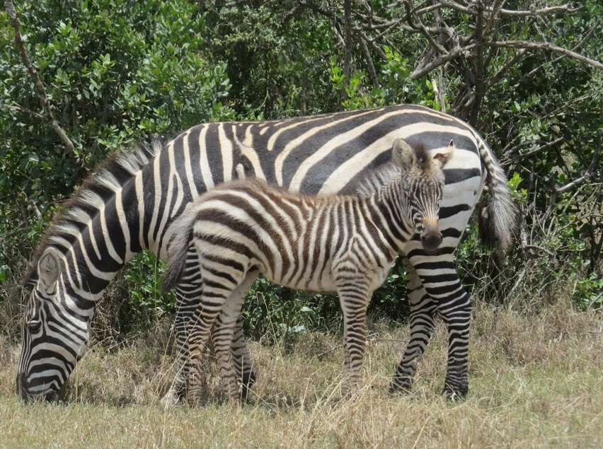 Как называется детеныш зебры?